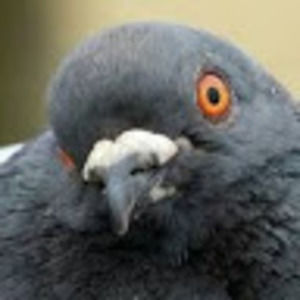 Meet your Posher, Tara